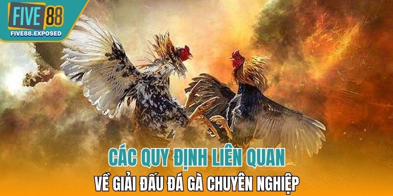 Các quy định liên quan về giải đấu đá gà chuyên nghiệp