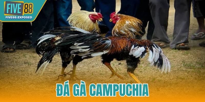 Đá gà Campuchia