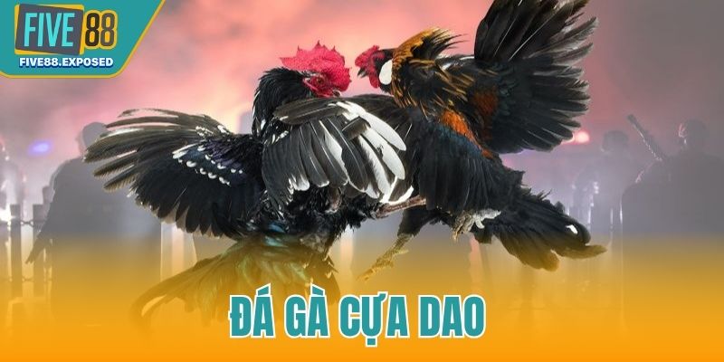 Đá gà cựa dao
