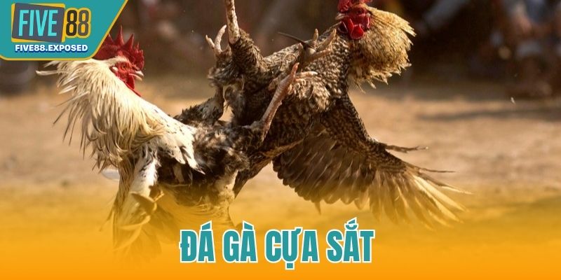 đá gà cựa sắt