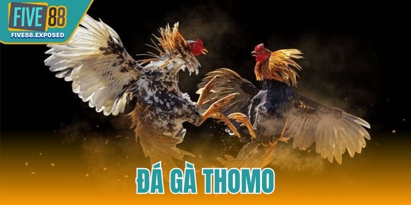 Đá gà Thomo