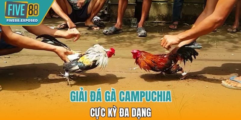 Giải đá gà Campuchia cực kỳ đa dạng 