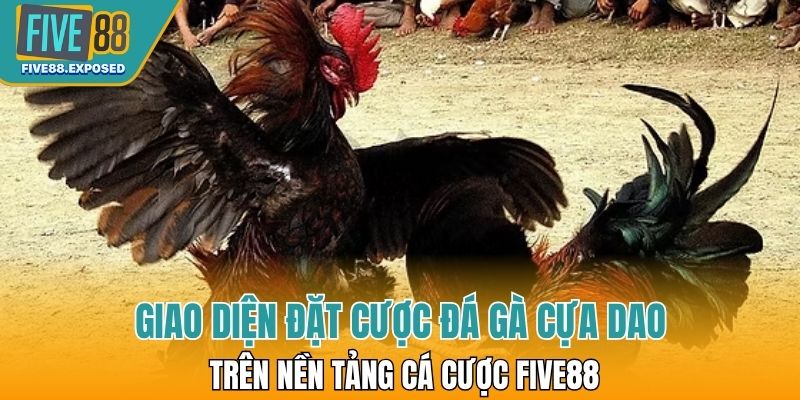 Giao diện đặt cược đá gà cựa dao trên nền tảng cá cược FIVE88