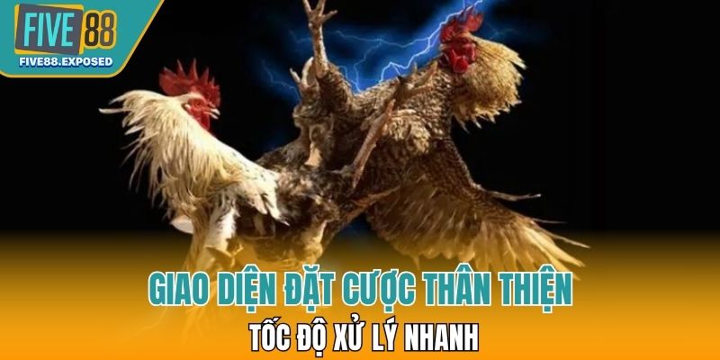 Giao diện đặt cược thân thiện, tốc độ xử lý nhanh trên nền tảng đá gà cựa sắt