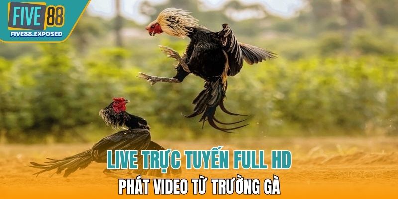 Live trực tuyến full HD phát video từ trường gà