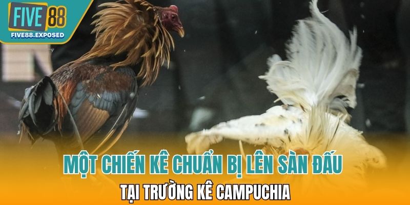 Một chiến kê chuẩn bị lên sàn đấu chọi kê tại trường kê Campuchia