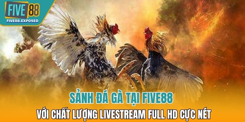 Sảnh đá gà tại Five88 với chất lượng livestream Full HD cực nét