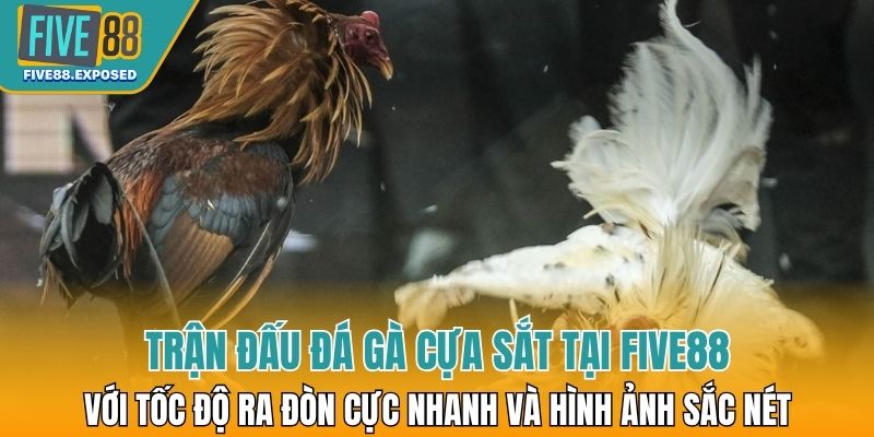 Trận đấu đá gà cựa sắt tại FIVE88 với tốc độ ra đòn cực nhanh và hình ảnh sắc nét