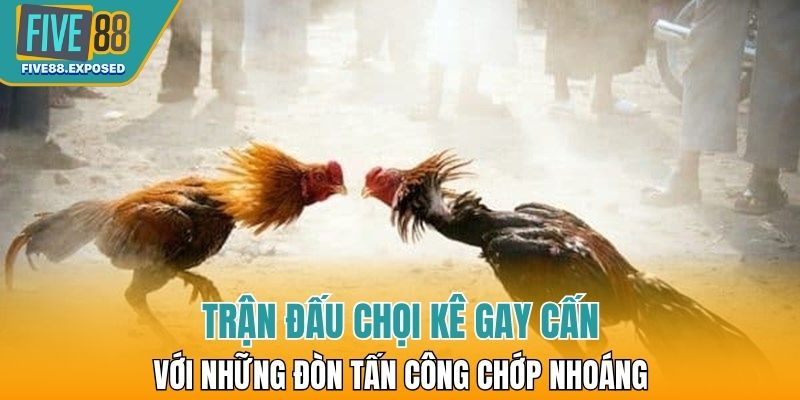 Trận đấu chọi kê gay cấn với những đòn tấn công chớp nhoáng