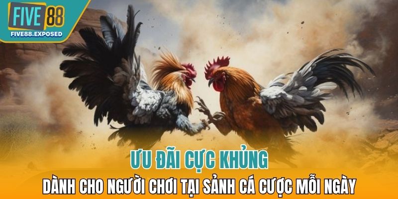 Ưu đãi cực khủng dành cho người chơi đá gà tại sảnh cá cược mỗi ngày
