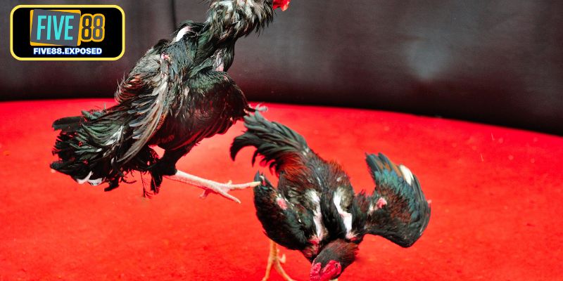 Đá Gà Thomo Trực Tiếp