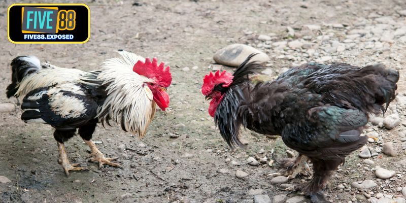 Tìm hiểu tường tận thông tin về đá gà Thomo trực tiếp